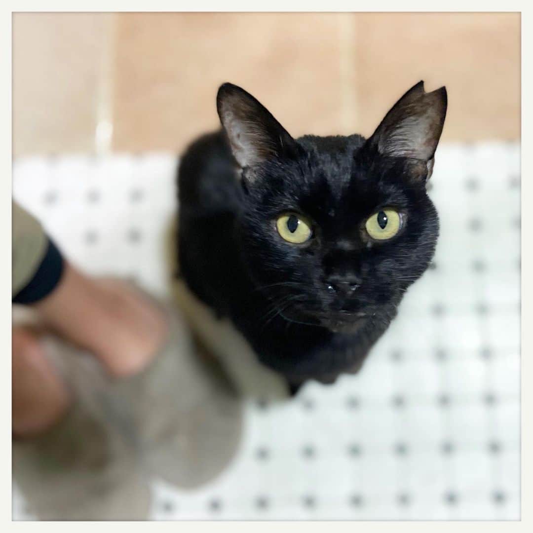 kumikoのインスタグラム：「黒猫のいいとこ全部盛りなお方。」