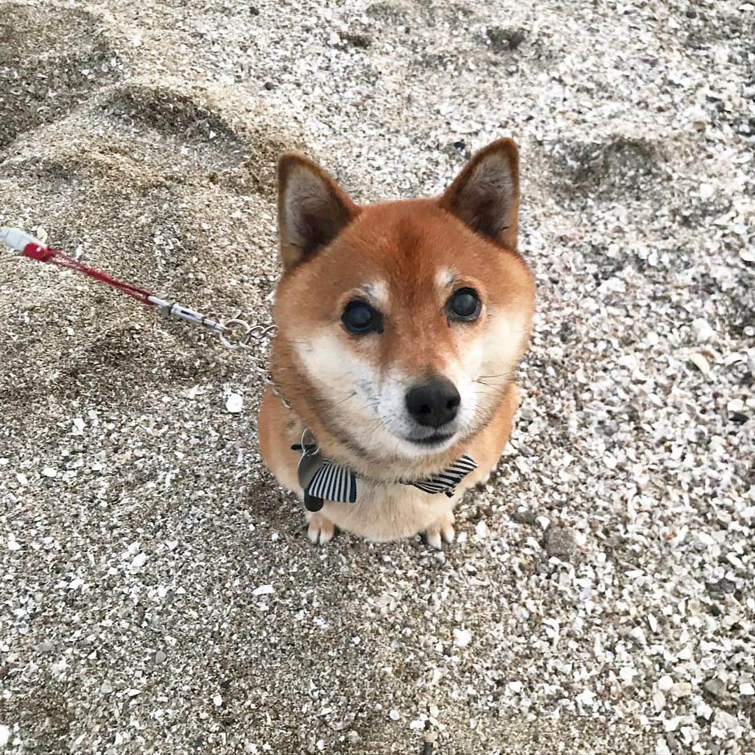 柴犬はなこ Shibainu Hanakoのインスタグラム：「海散歩🌊🚶‍♀️🐕 この後、輩が捨てていった魚の切り身の付いた釣り針を拾い食いしてしまい、酷い目に遭いました😞目を離した私も悪いけど、そんなもの放置していかないでよ💢 とにかく、怪我はなく一時的にパニック状態になっただけで済みましたが…腹立たしい…！ #shiba #dog #shibainu #犬 #柴犬 #海散歩」