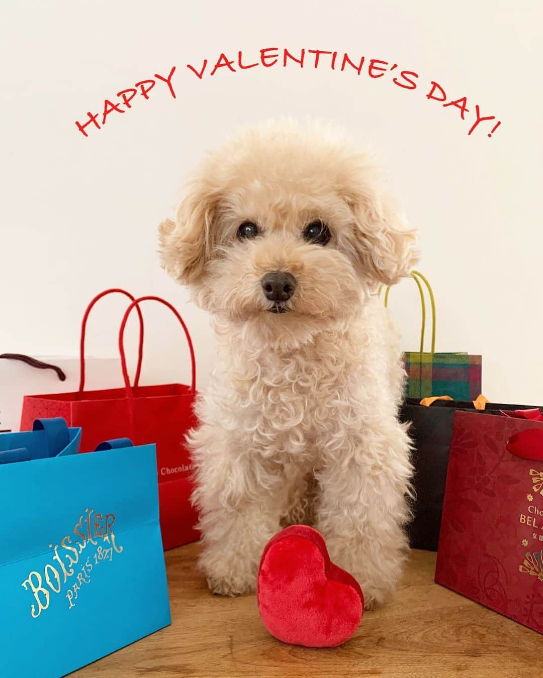 Maruのインスタグラム：「❤ HAPPY VALENTINE’S DAY! まるの大切なお友達みんなに まんまるの愛をどーぞー💓 . #dog #ilovemydog #toypoodle#dogstagram  #instadog #トイプードル#癒し犬#トイプー#今日のわんこ#幸せお届け隊#ふわもこ部 #happyvalentinesday」
