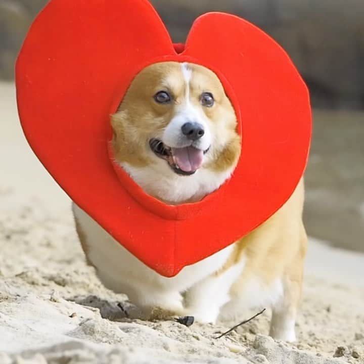 ericoのインスタグラム：「✩ ✩  Happy Valentine's Day❤️ ✩ #女王じゃないよ #エリザベスカラーじゃないよ  ✩ #notqueen #notelizabethancollar  #それいけ力丸くん #コーギー  #犬のいる暮らし#pembrokewelshcorgi  #corgistagram #barked #myfavcorgi #buzzfeed #corgisofinstagram  #dailyfluff #9gag #weeklyfluff #dogstagram #corgibutt」