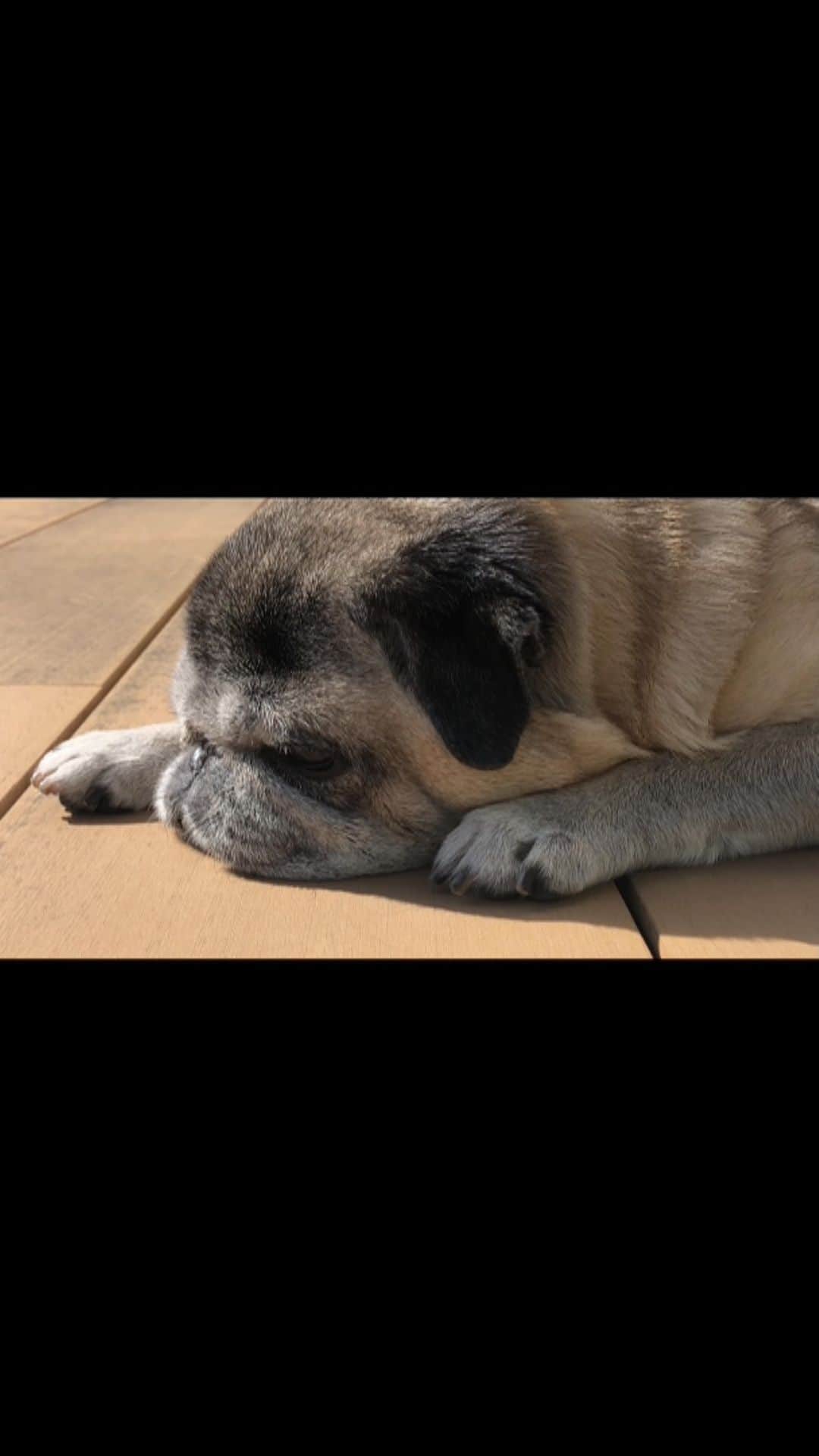 八兵衛のインスタグラム：「photosynthesis🌱 Feb14,2021 * * 気持ちよさそうに 光合成してました。 盗撮バレました。笑。 * *  #ほぼ黒パグ #おじいちゃん犬 #14歳4か月 #pug #puggy #puglife #puglove #petstagram #pugstagram #pugsofinstagram #pugs #dog #ふわもこ部  @igersjp #IGersJP #east_dog_japan #pecoイヌ部 #八兵衛 #はちべえ #sippoストーリー」
