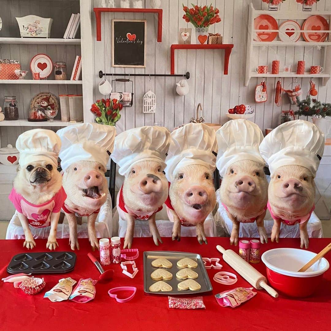 Priscilla and Poppletonのインスタグラム：「We’re a batch made in heaven. Happy Valenswine’s Day from our family to yours! We are celebrating by decorating yummy cookies for each other. How are you guys celebrating?❌🐽❌🐽#ValenswinesDay #Pigtailthepug #PiggyPenn #PoseyandPink #PrissyandPop」