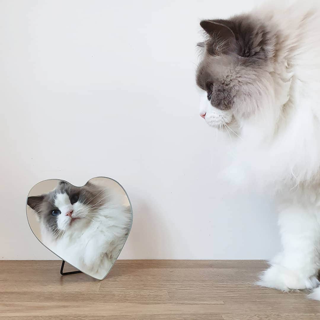 Princess Auroraのインスタグラム：「"Mirror, mirror on the wall, whose the fairest of them all?"🥰 . . . . #valentine #valentines #valentinesday #catsofinstagram #dailyfluff #mirrorselfie #mirrorpic #weeklyfluff #cutepetclub #meow #kawaii #instacat #meowed #catlife #petstagram #ilovemypet #bestmeow #viral #catlove #neko #purrfect #catsofig #ragdoll」