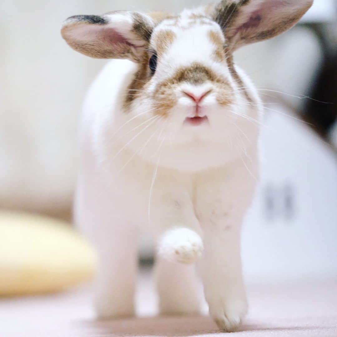 usagraphのインスタグラム：「たっのすぃ〜！🐶✨  …と思ってるか定かではないけど、そんな顔してる😂 ＊ ＊ ＊ #はばたけりんりん #うさぎ　#rabbit #bunny #アニマル写真部　＃instabunnies #igersjp  #tokyocameraclub #東京カメラ部  #bunnystagram  #うさぎ部 #ホーランドロップ #hollandlop  #ファインダー越しの私の世界  #myfujilove  #今日もx日和　#cutepets」