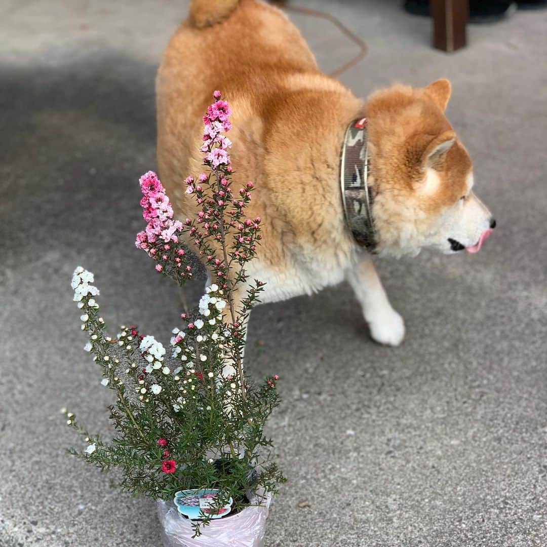 柴犬 たろのインスタグラム：「𖠌 今日は、桜を植えて、庭にミニ花壇を作りました。 タロちゃんは、鶏糞とかの肥料の匂いが大好きで🐻❤️ 朝起きたら、植えたお花をいつも掘り返してます。  また、今回もやられるかも知れません。 やられませんよーに🐥 Ⓞ Ⓚ #shibainu #japanesedog ＃柴犬」
