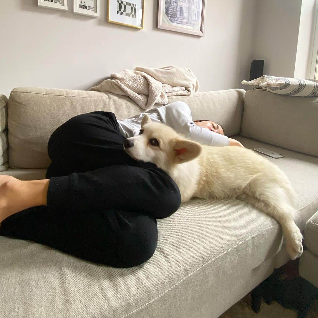 Winston the White Corgiのインスタグラム：「#ValentinesDay is the only time I’ll voluntarily snuggle. Didn’t say I’d look happy doing it 😜 #HappyValentinesDay to all」