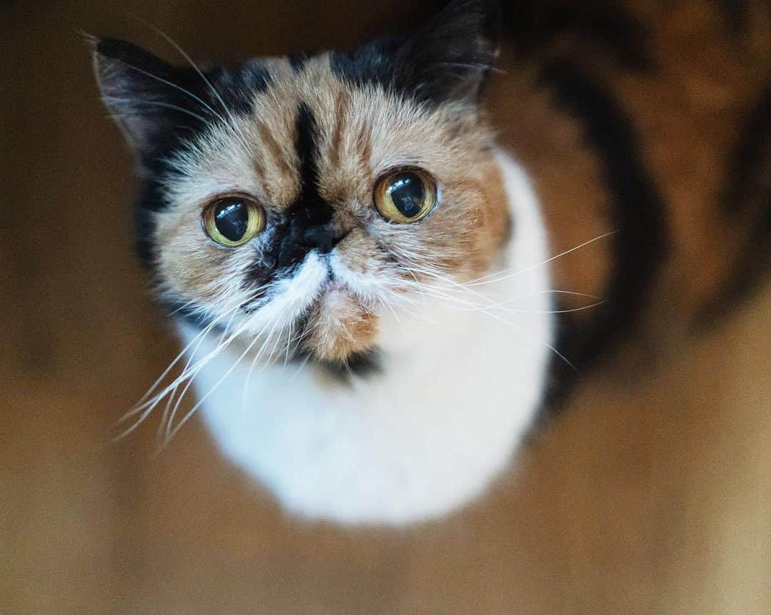 清水桜子のインスタグラム：「キュルキュル顔の秘訣は猫草だよ。」