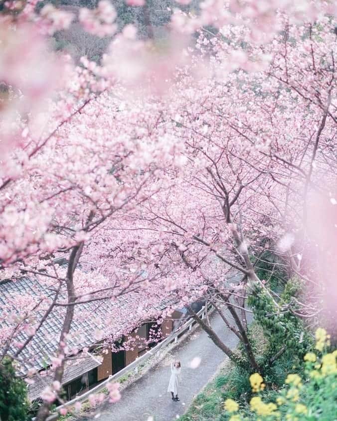 高橋伸哉のインスタグラム：「桜の季節に、みんなの笑顔が咲くといいね。 . . #sakura  #portraitphotography  #photography  #travelphotography  #写真作家  #写真家」