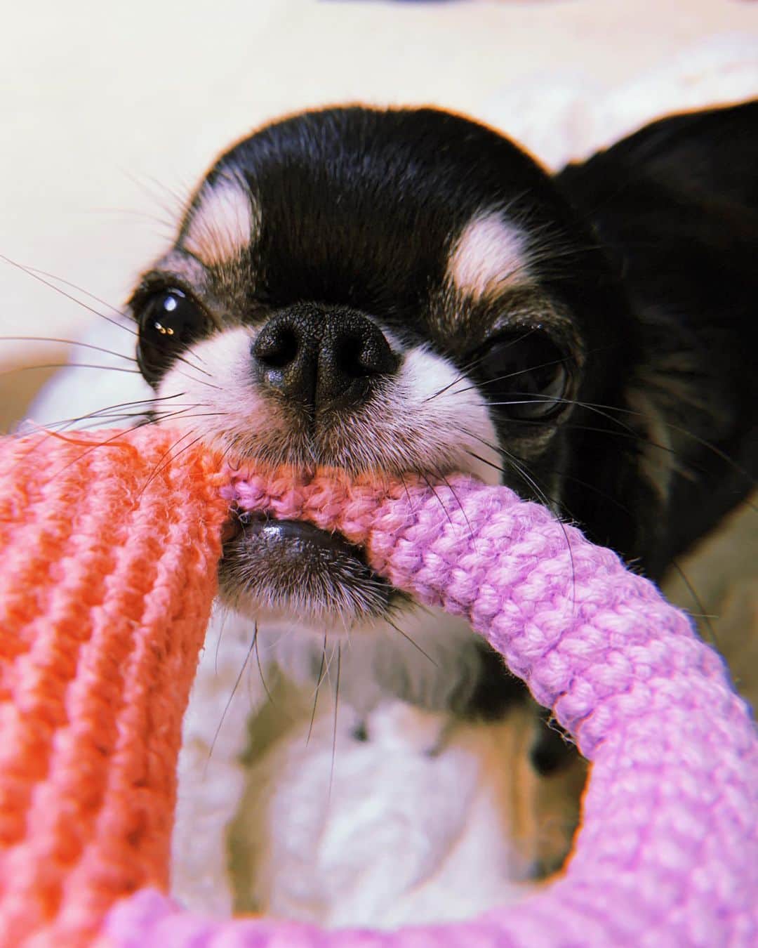 美咲かんなのインスタグラム：「．  人間の手のひらサイズのおもちゃ。 それがこんなに大きく見えてしまうサイズ感…小さいお口でおもちゃを咥えて持ち歩く姿はとても健気。  ．  #愛犬 #チワワ #いぬすたぐらむ  #わんこのいる生活  #スマホ写真部  #dogstagram  #chihuahua」