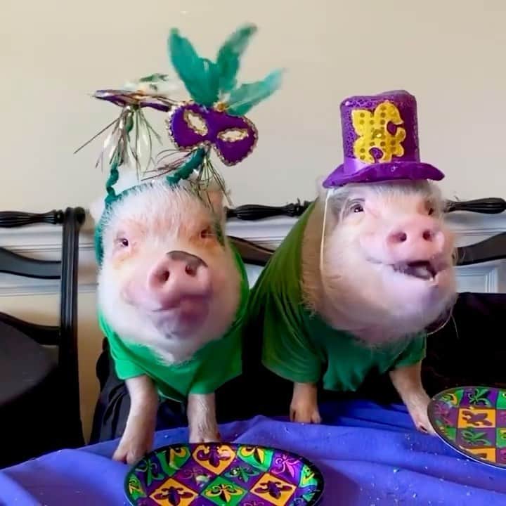 Priscilla and Poppletonのインスタグラム：「It’s Fat Tuesday and after we eat this king cake, it’s going to be Fat Wednesday, too.🐷💚👶🏼💜#fattuesday #Pigtailthepug #PiggyPenn #PoseyandPink #PrissyandPop」