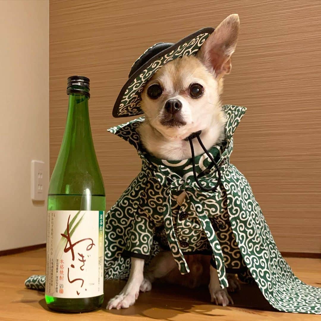 紋次郎のインスタグラム：「Good morning.  今日もお疲れ様です😊 ねぎらいの言葉って日本の美しい文化だと思う。 でも、ネギ焼酎はストレートやロックだとちょっと進まないかな🤣だし割とかなら美味しいのかなぁ  #dog#dogstagram#instadog#chihuahua#barkbox#mydogiscutest#buzzfeed#dog_features#fluffypack#barkpack#dogsofinstaworld#dogsofinstagram#犬#チワワ#手作り#handmade#着物#fashion#紋次郎一家#チーム茶#ふわもこ部#igersjp#peco犬部#dogsofinstagram#dogfashion」