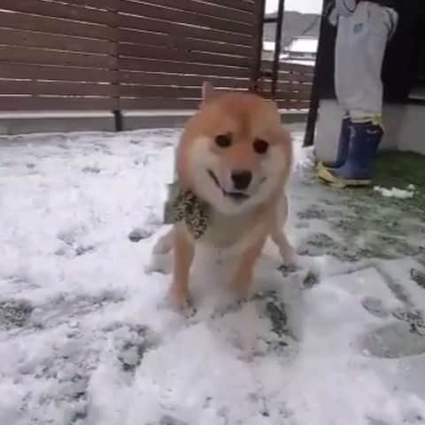 柴スナップのインスタグラム：「my first snow @shibainu_onigiri 雪を初めて見た時の柴犬😂 おにぎりくん🍙 - #🐕📷 #大興奮」