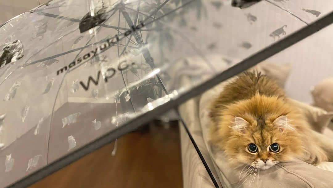 にこのインスタグラム：「Umbre Nyan🌂🌈🖤✨ Part of the sales will be donated to animal donations.  売り上げの一部はどうぶつ基金へ寄付されます @wpc_official をチェック！  守られてると感じるのか 傘を開くとすぐ雨宿り  #cat #umbrella #contribution #donation #猫#傘 #アンブレにゃん #ねこのためにいまできること #wpcコラボ  #沖昌之 #okirakuoki」