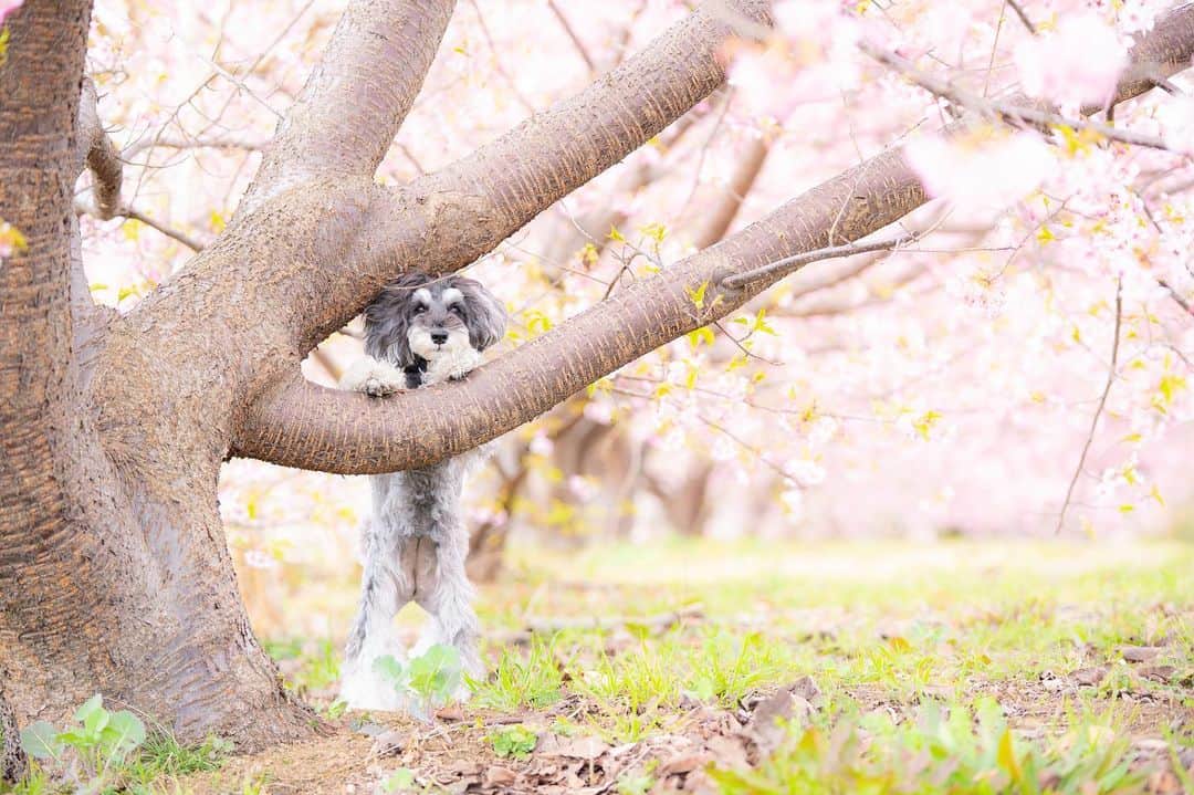 中野区在住のミニシュナのInstagramのインスタグラム：「⑅︎◡̈︎* ・ 春探し中のイヴです🐾 こんばんワン٩( ´◡︎` )( ´◡︎` )۶ ・ 春は木々の間からやって来るんだって⁉️ まだかな〜.*:.✿︎˘︶˘✿︎ ).｡.:* ♬︎*゜ ・ #河津桜  #花と犬  #cherryblossom  #sakura  #dogenic #love_bestjapan #daily_photo_jpn #わんことおでかけ #doglife #doglover #inuくらぶ_jpn #しゅなら部 #ミニチュアシュナウザー #ミニシュナ #シュナウザー #miniatureschnauzer #schnauzer #schnauzerofinstagram #schnauzer_lovers #schnauzer_of_instagram #asianfusiongrooming #inulog  #はなまっぷ2021  #inutokyo  #only_one_wan  #paw_smile_pictures #dogsta #insta_dog」
