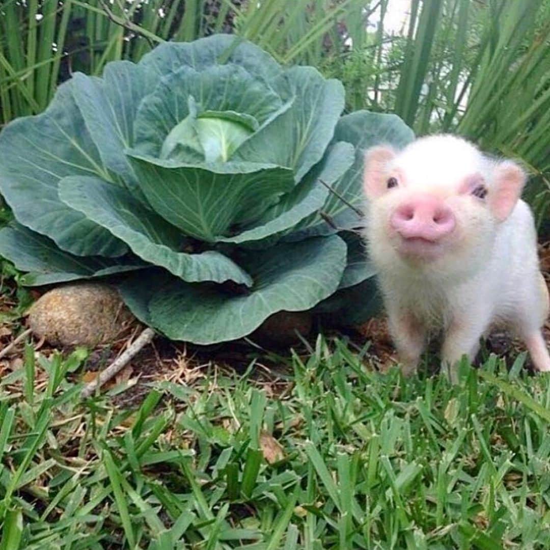 Priscilla and Poppletonのインスタグラム：「Happy #NationalCabbageDay from my very own cabbage patch Pop. Look how cute he was! No wonder he grew up to be such a handsome boy!🐷🥬#cabbagepatchpig #friendsnotfood #BabyPop #PrissyandPop」