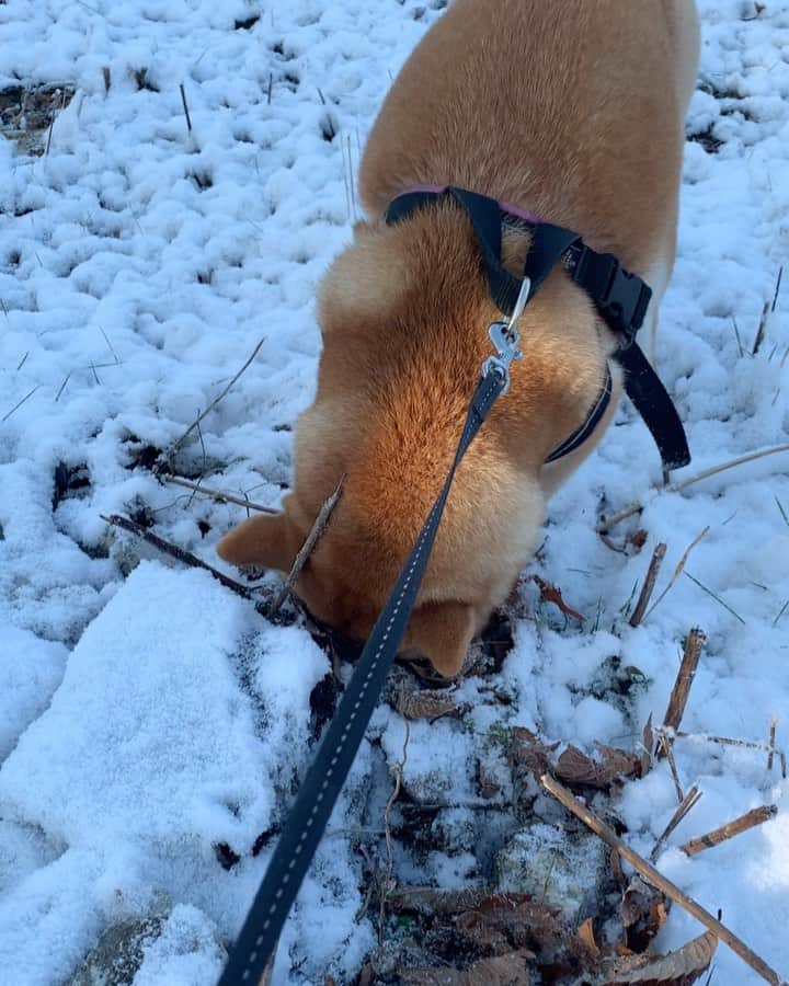 shibainu berryのインスタグラム：「Good morning☃️❄️ 🦊"Don't bury it!"💢 今朝は一部雪残ってた！ 掘った穴に雪をかけられキレるむくみ💢 (おかんの足元が変なのは気にしないでください😅濡れてもokの靴＋登山用の温かい靴下で最強です😂👍) その後は暴走して楽しんでました〜😆 おやじは雪残ってるコース行かず😓 #❤️迷子犬の掲示板スタッフ @maigo_dog #❤️迷子犬の掲示板四国 @maigo_dog_shikoku #めざせ迷子犬ゼロ👌 #柴犬 #べりやん #べりむく #多頭飼い #徳島 #berry #shiba #shibainu  #shibainumania #shibastagram #instashiba #ぷにっと部 #口角キュキュッと部  #チーム俺様 →部員絶賛募集中 #shiba_snap #proudshibas #instagramjapan #ふわもこ部 #pecoいぬ部 #pecotv #buzzfeedanimals #dogsofinstagram #9gag @9gag @barked」