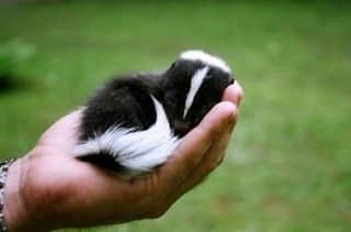 Baby Animalsのインスタグラム：「Baby skunk needs a nap! 😴」
