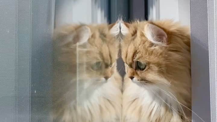 にこのインスタグラム：「reflection🪞 ニコが二匹  #cats #mirror #window #reflection  #twins #bgm #猫 #窓 #反射 #窓にうつる自分 #バーチカルブラインド」