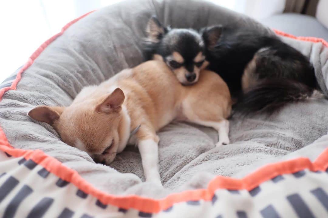 maika_kikitoyjijiのインスタグラム：「. Toy&Jiji . じっくーは、相変わらず オトンさんを顎枕にしてるね🤣❤️ . . #スムーズコートチワワ #犬かわいい #顎枕 #fuzzyard #犬グッズ #犬のベッド #チワワの親子」