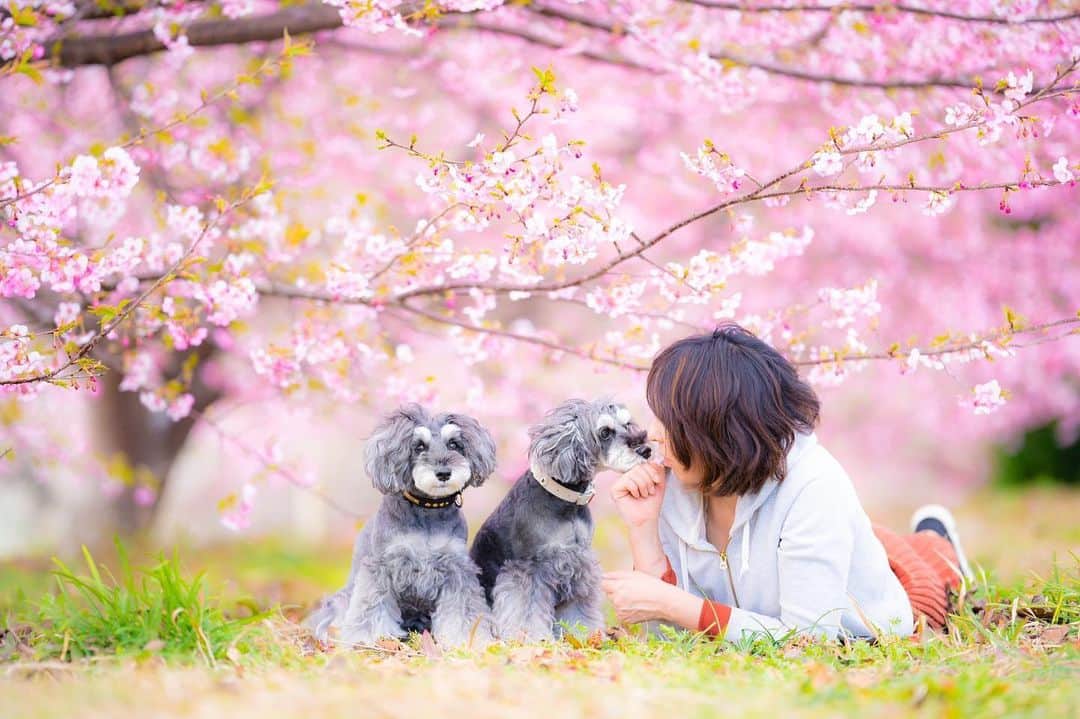 中野区在住のミニシュナのInstagramのインスタグラム：「⑅︎◡̈︎* ・ お花見中のマーブル＆イヴ＆ママです🐾 こんばんワン٩( ´◡︎` )( ´◡︎` )۶ ・ 桜の下で @r_mammy 風に撮ってみたょ笑！ 最近お会いする機会がなくて寂しいけど、イヴの大好きなrくん元気かな？？ ・ #河津桜  #cherryblossom  #sakura  #花と犬 #嫁グラフィー  #はなまっぷ2021  #お花見  #dogenic #love_bestjapan #daily_photo_jpn #わんことおでかけ #doglife #doglover #inuくらぶ_jpn #しゅなら部 #ミニチュアシュナウザー #ミニシュナ #シュナウザー #miniatureschnauzer #schnauzer #schnauzerofinstagram #schnauzer_lovers #schnauzer_of_instagram #asianfusiongrooming #inulog  #inutokyo  #only_one_wan  #paw_smile_pictures #dogsta #insta_dog」