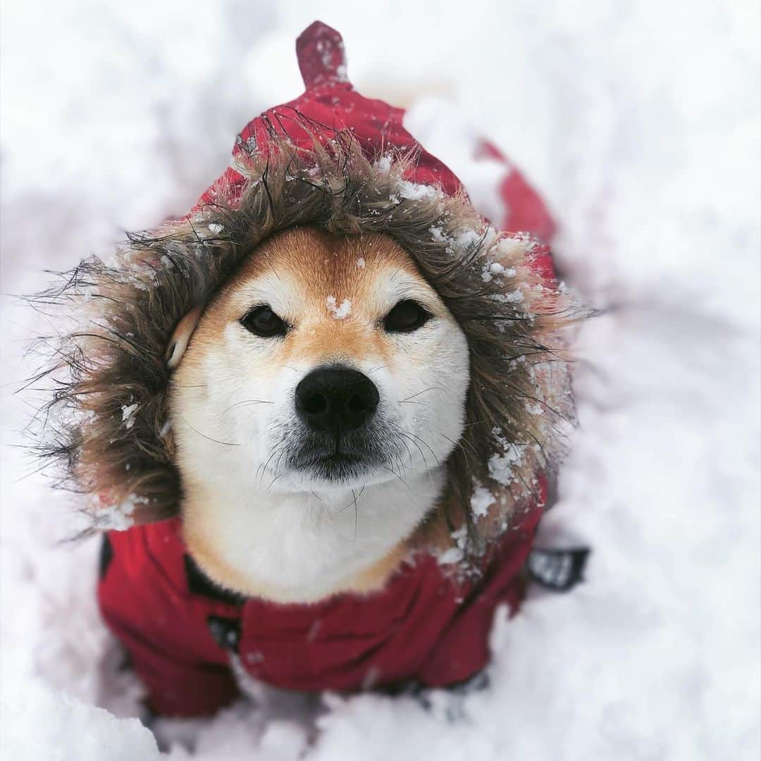マロたんのインスタグラム：「雪、好き I love it when it snows. iPhoneXまだイケる #柴犬 #shiba #shibainu #ペットパラダイス」