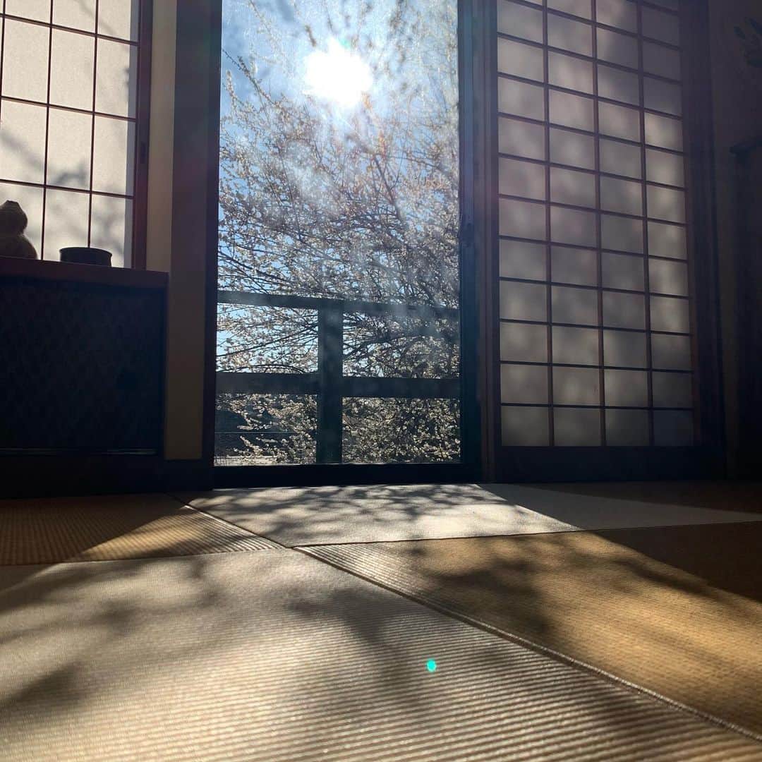 クリス智子のインスタグラム：「おはようございます。  梅の木、花が咲くと、 一段と影も大きくなって、 面白いのです。」
