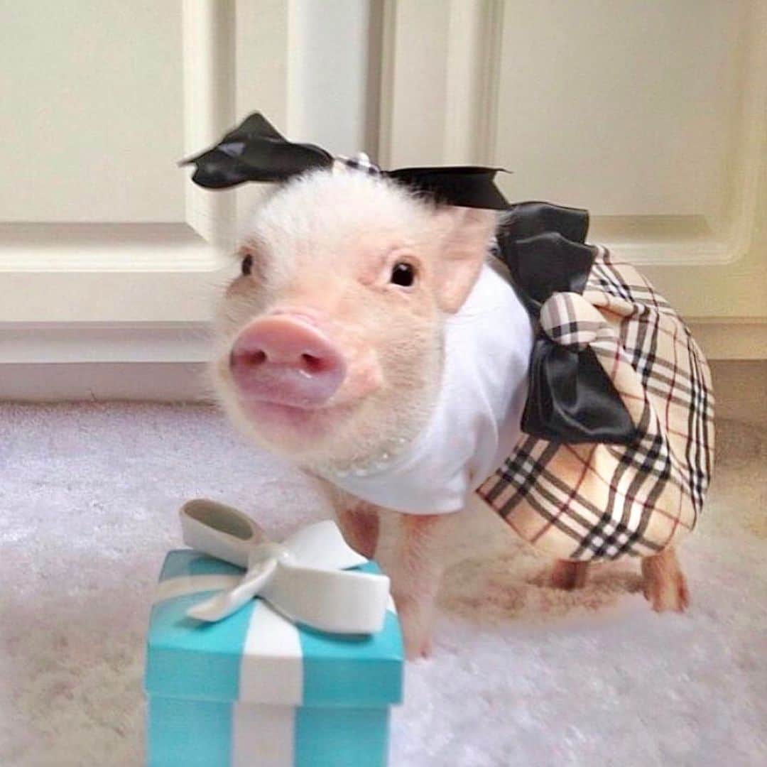 Priscilla and Poppletonのインスタグラム：「Whoever said diamonds are a girl’s best friend obviously never had a Pop (swipe to see)!🐷💎#tbt #babyprissy #littlepop #burberry #littlebluebox #PrissyandPop」