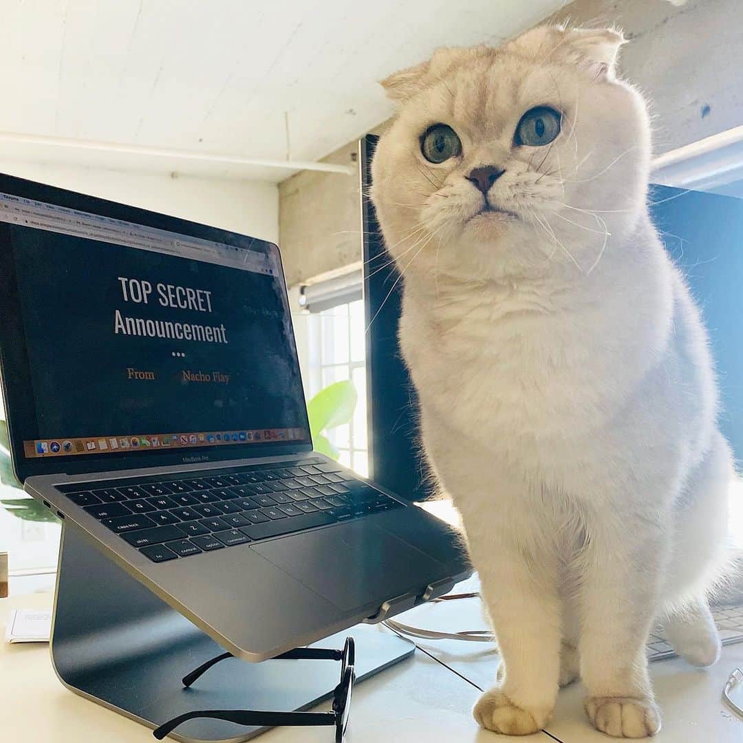 Hiroのインスタグラム：「We've been helping big boss @nachoflay with something really exciting and top secret! Don't want to let it slip out by accident! It’s going to be purrfect! Follow @madebynacho to stay up to date on the launch  @madebynacho #madebynacho #nachoandfriends #nachoscatpack #entrepurrneur #ad #cats #catsofinstagram #nachoflay #topsecret」