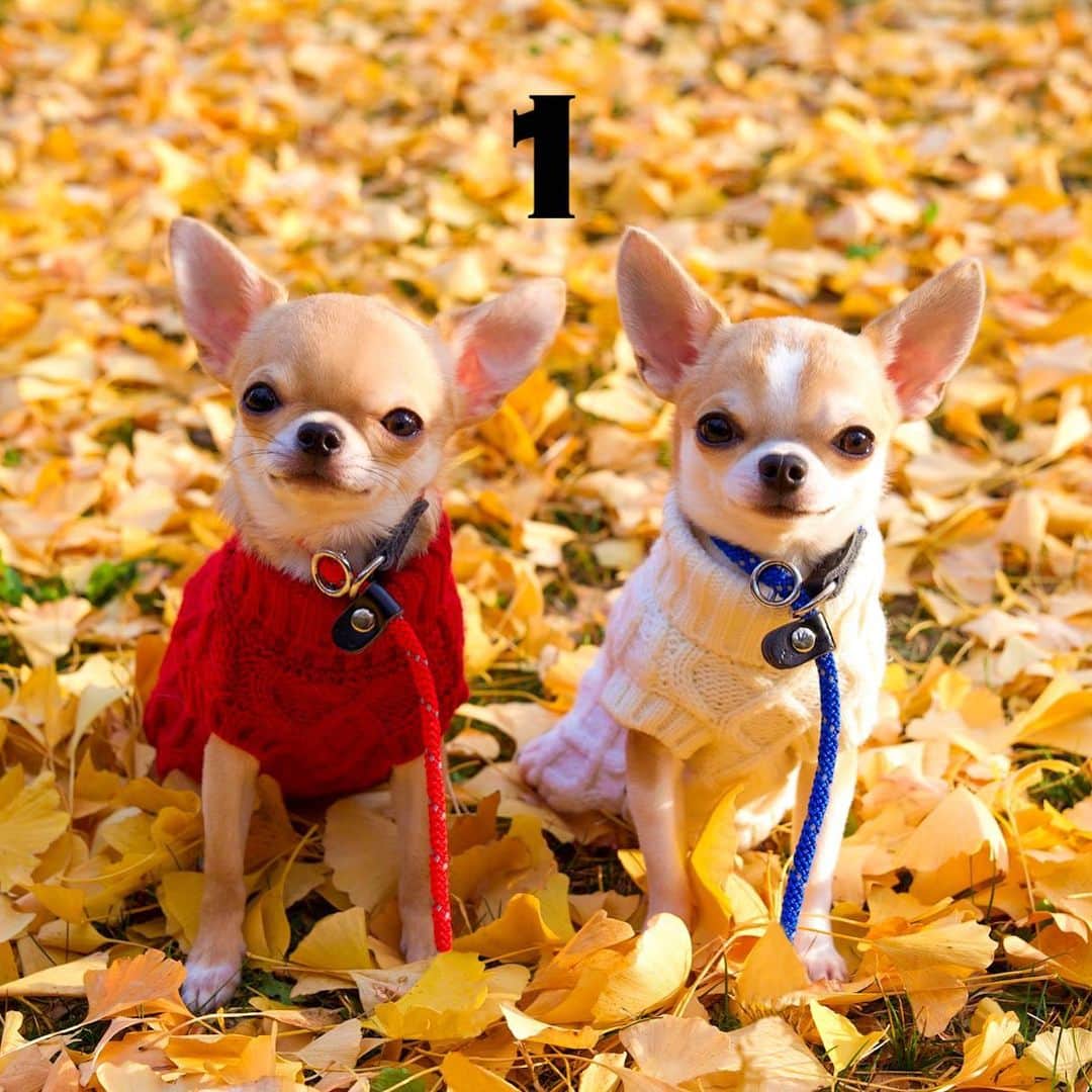 Kiyoのインスタグラム：「♔ Miké ♔ Miko ♔ @yukiemukai クッキーちゃん 18歳のお誕生日までついにあと1日です ♔ いよいよ明日はお誕生日ですね 楽しみにしています😊 ♔ #puppy#puppies#puppiesofinstagram#dogs#dogsofinstagram#dogstagram#doglover#dogsofinstaworld#dog_features#instadog#instagramdogs#ilovemydog#chihuahua#chihuahuasofinstagram#chihuahualove#chihuahualife#dogsofbark#weeklyfluff#barked#animalsco#IGersJP#instagramjapan#todayswanko#pecoいぬ部#チワワ部#チワワ#スムチー#decocoの子はみんな可愛すぎる#クッキー親分応援団 ♔」