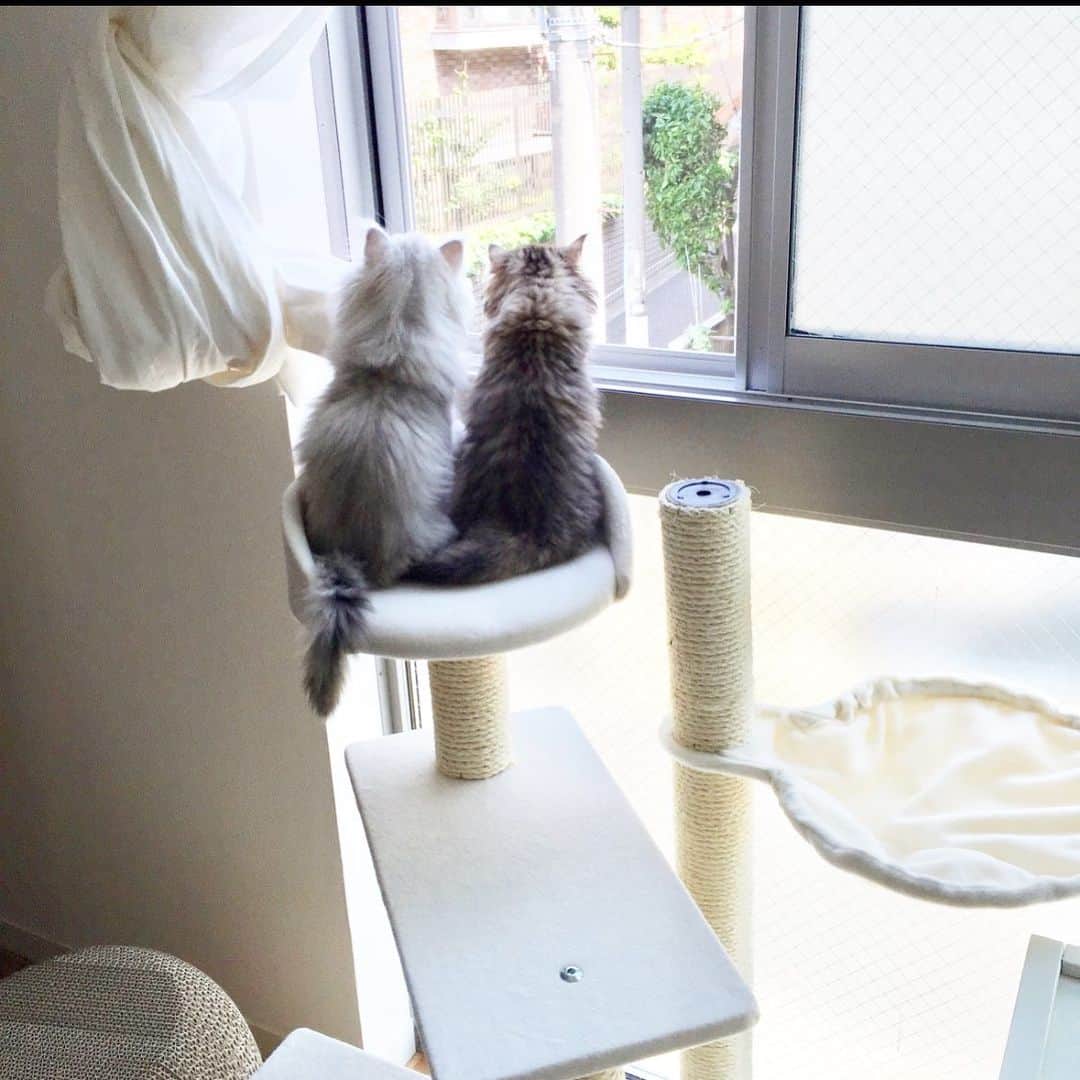 兄弟猫と私と夫の2トムのまいにちのインスタグラム：「They are good friends forever. ちいさなころから変わらず いつまでも仲良しの 兄弟でいてくれて 嬉しいのです  #2015年 #イスつきのシンプルなキャットタワーを このさいデザインして作ってしまおうかと思うこの頃  cat#cats#pet#catsofinstagram#catstagram#catstagram_japan#instacat#cutecat#cutepetclub#bestcats#world_kawaii_cat#catoftheday#meow#bestmeow#TheDailyKitten#ねこ#ネコ#猫#ねこ部#ふわもこ部#pecoねこ部#みんねこ#チンチラ#チンチラゴールデン#チンチラシルバー#ペルシャ#みぃ豆#ふぅ豆」