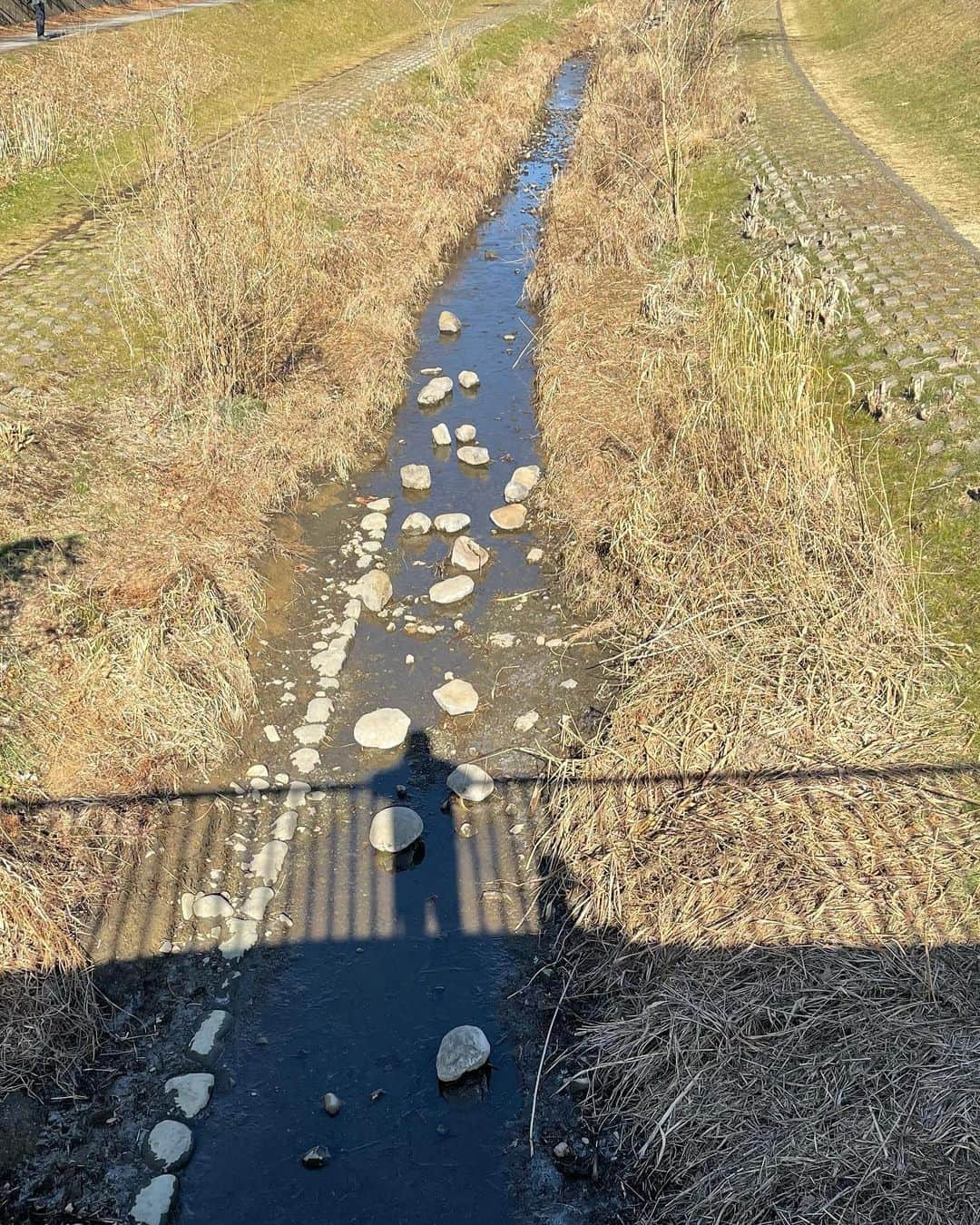 佐藤東弥さんのインスタグラム写真 - (佐藤東弥Instagram)「魔犬と野川へ散歩 先日の大雨にもかかわらず 水量は少ない 昨夜は冷えましたね 凍結した箇所も多くありました はらっぱの道も霜が降りていました 小さな田んぼ 今年もたくさん米が出来るといいですね  魔犬は機嫌良し」2月19日 10時01分 - touyasato