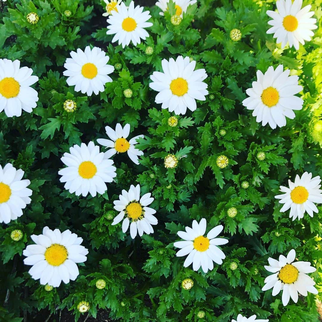 RUUNAのインスタグラム：「. . 今、側に居てくれる人を大切に。 ちゃんと伝えていきたいな🌱 . . #flower #white #yellow #green #good #day #today #photo」