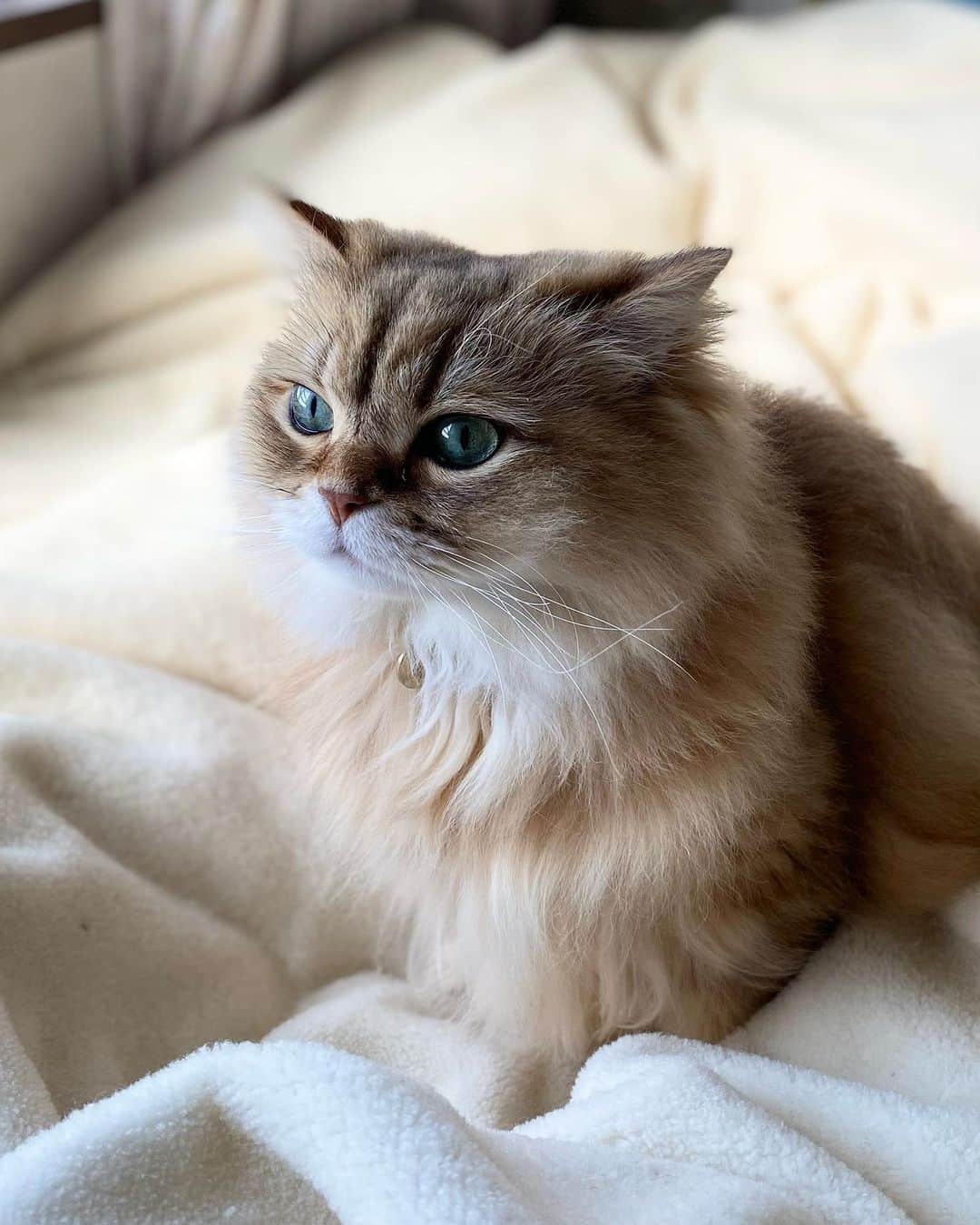 marikoのインスタグラム：「✨ なおちゃん綺麗やね〜☺️ ふたつ目、 そんなじーっと 見つめちゃって🙈 男前やね😍 ・ 可愛いとか、 綺麗、男前とか そんなことばっかり なおには言うてます。 可愛いから仕方ないんです😂 ・ ・ #チンチラゴールデン #chinchillagolden #cat#ねこ#猫#ネコ #猫のいる暮らし」