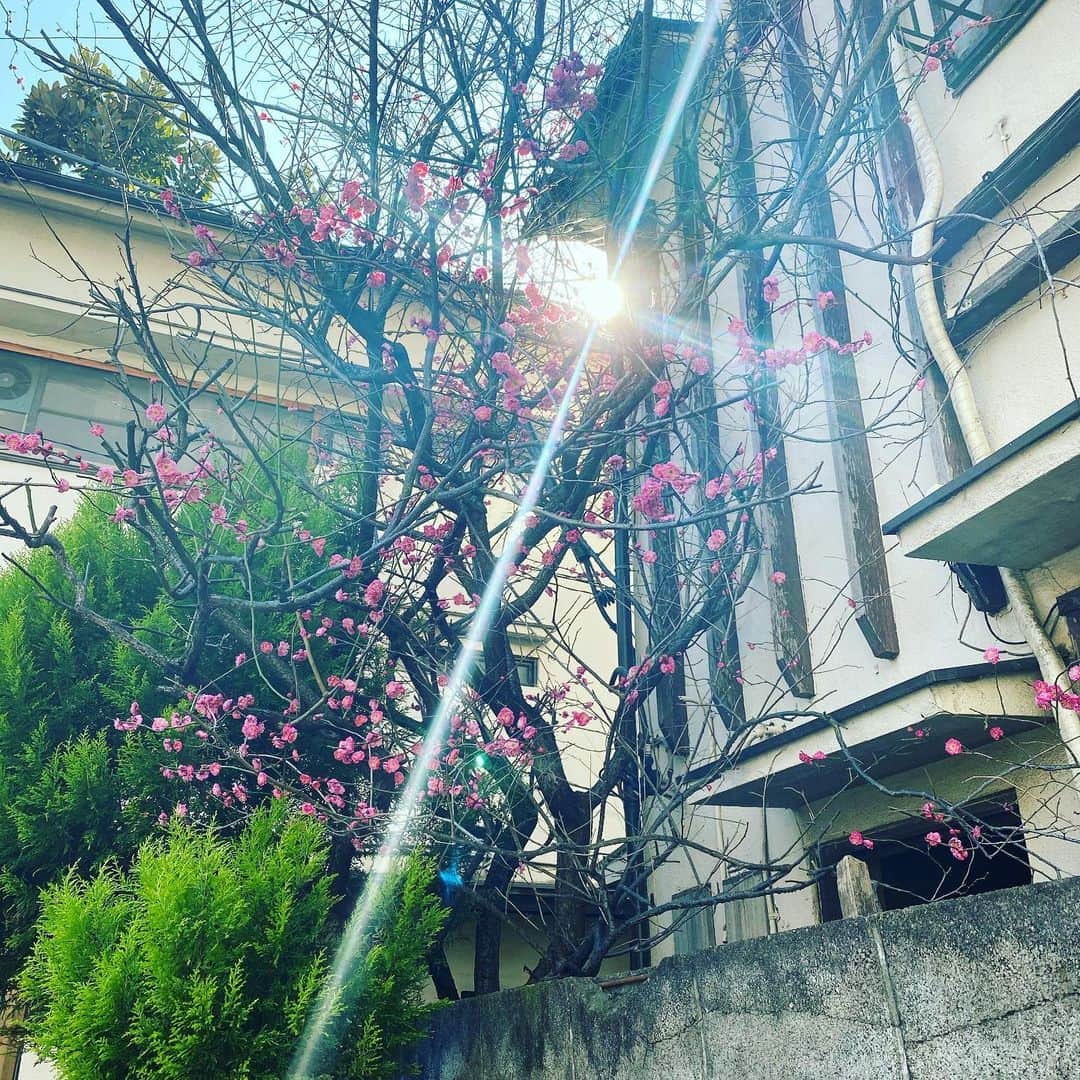 日出郎のインスタグラム：「さぁ春だ!!!! 38年前、上京して初めて住んだアパート近辺、マンションに変わってて分からなかったので近くの梅を激写(笑)  #日出郎 #ウォーキング」