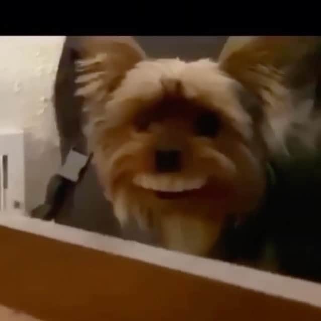 Paw Heartのインスタグラム：「Grandpa is playing a song...😂🐶😁 . #funny #friday #happyfriday #fluffypack #omg #lol #crazy #dogs #animals #pets #hilarious #tiktok #fun #amazing #weekend」