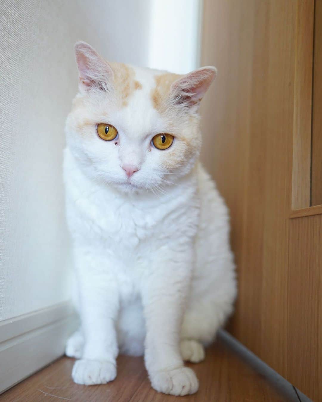 みかんのインスタグラム：「. Good morning〜☀️ . おかーさん、おめめをキレイキレイ お願いしますにゃ！ . #レモン #柑橘姉弟 #munchkin  #cat #catstagram  #cats_of_instagram」