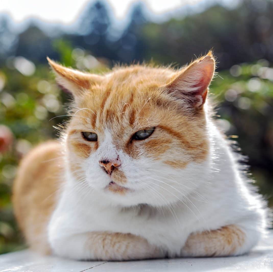 プンクマのインスタグラム：「本日午後4時5分からNHK「もふもふモフモフ」のスピンオフ番組「もふもふモフモフ　スローライフ」が放送されます。 今回は四季編。薔薇の森の猫たちの春夏秋冬をご覧下さい。 #ドリプレローズガーデン #薔薇の森の猫達 ＃ニャジラ #荒野の暴れん坊 #ガーデンパトロール隊長 #猫 #ねこ #cat #neko #catstagram #catsofinstagram」