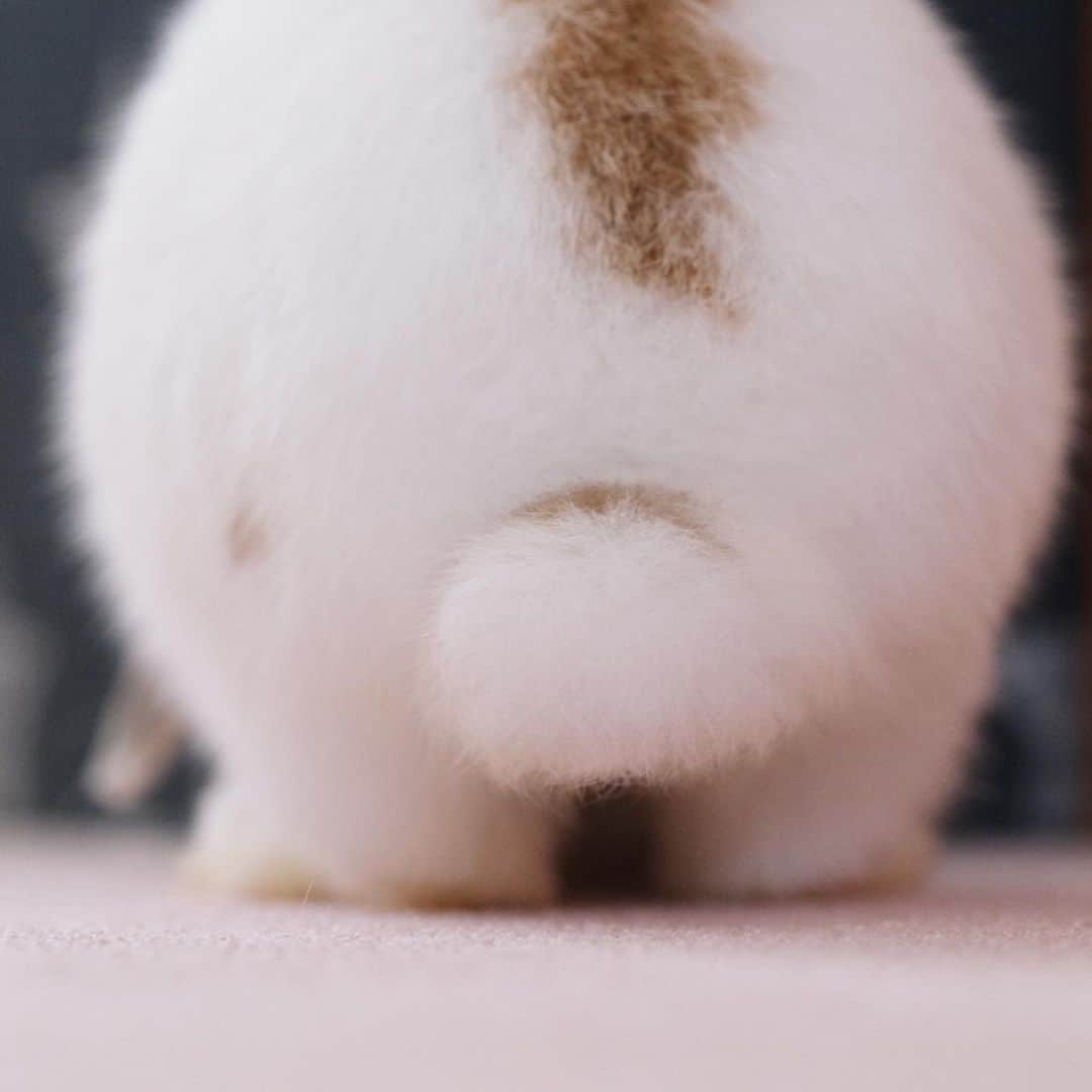 usagraphのインスタグラム：「#土あっぷ祭  というかケツ祭😂 ＊ ＊ ＊ #うさぎ　#rabbit #bunny #アニマル写真部　＃instabunnies #igersjp  #tokyocameraclub #東京カメラ部  #bunnystagram  #うさぎ部 #ホーランドロップ #hollandlop  #ファインダー越しの私の世界  #myfujilove  #今日もx日和　#cutepets」