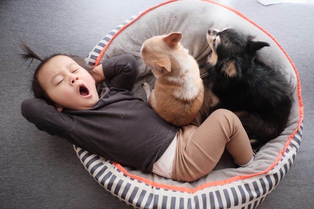 maika_kikitoyjijiのインスタグラム：「. Toy&Jiji&Sota( @gogokonatsu ) . 誰のベッドなのでしょうか🤣？ 高確率で子供達がお昼寝してるww . . #犬スタグラム #犬との生活 #犬と暮らす #犬すたぐらむ #犬服ハンドメイド #犬写真 #犬かわいい #犬グッズ #チワワ好きな人と繋がりたい #チワワ親バカ部 #チワワのいる暮らし #チワワ多頭飼い #チワワ部 #チワワなしでは生きていけません会 #チワワのいる生活 #チワワスムース #チワワン #チワワlove」