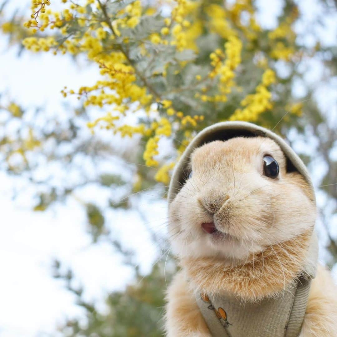 yun.ゆんのインスタグラム：「lemon.🍋 ３日前は雪が降ったのに、ミモザは咲いていて… 今日はなんていい天気なんだ。🌞🌼 異常気象だわ。笑 . . レモン柄のこびとハーネス🍋△ ミモザのまるいお花と葉っぱの優しいカラーがぴったりマッチしてました。🌼 . . ♪ ♪ ♪ #ミモザ  #うさぎ#ウサギ#ネザーランドドワーフ#ZIP写真部#レモン#ふわもこ部#マーチ#多頭飼い#トラピロビハーネス#こびとハーネス #rabbits#rabbitsofinstagram #rabbitstagram #petstagram #march#instapet#cutepetclub #instarabbit #bunnies #bunnylove #lapin #pecotv #WeeklyFluff #lemon #netherlanddwarf #dailyflufffeature#pecotv」