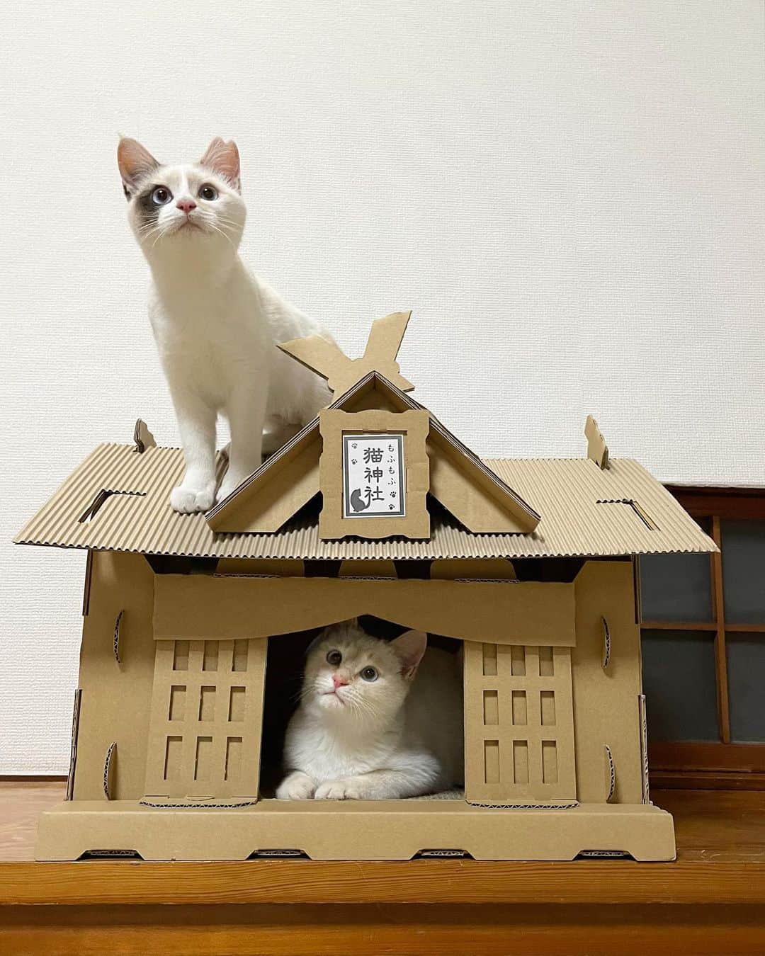 maimocotoのインスタグラム：「今日のちびっ子たち。 茨城から来た３人は、今私の家の目の前に住む両親の家にいます。 この部屋は広くて暖かいので、風邪が治るまではこちらで過ごす事にしました🏥 まぁ、初日は猫かぶっていたみたいで、大人しかったけど、今は大暴れしてます💨きっとお外で木登りとかしていたんだろうな。2週間ケージ暮らしだったから、今爆発してる感じ笑　元気で何より✨ ＊ ＊ そして、今年雑誌 #ねこのきもち に3ヶ月に1度連載させていただくことになりました。（５枚目）テーマは“保護猫とわたし“。今出ている3月号からスタートしています。 定期購読されている方は探してみてください🙇‍♀️ ＊ ＊ 『チコちゃんが一番大きな写真で、ジェラなの、あたち』 ＊ ＊ #チコ雑誌デビュー #笹かまのきなり #シャム三毛のこのは  #長毛茶髪のキキ  #もふもふ猫神社」