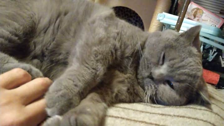 KAORUのインスタグラム：「寝てるのにやめてニャ！！！  #ブリティッシュショートヘア #諭吉 #猫キック #可愛いから #ちょっかい出したくなる」