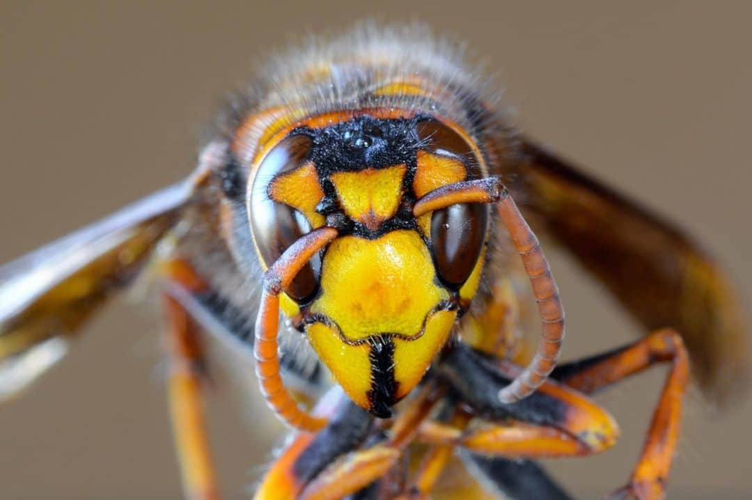 アニマルプラネットのインスタグラム：「The Asian giant hornet, also known as the Japanese giant hornet, is the largest wasp species on Earth. Just one of these hornets can kill 40 honeybees in a single minute. What would happen if a swarm of them started to populate in North America? Find out in Attack of the #MurderHornets, available to stream now on @discoveryplus!  . . . . #discoveryplus #attackofthemurderhornets #murderhornet #asiangianthornet #japanesegianthornet #insect #bee #honeybee #wasp #hornet #animalplanet #discovery」