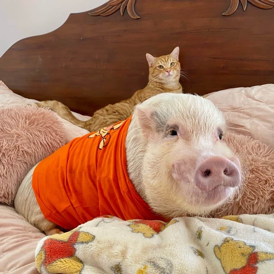 Priscilla and Poppletonのインスタグラム：「“Once in awhile someone amazing comes along and here I am!” - Tigger🐯 Happy #Caturday and #LoveYourPetDay from Pop and his pet kitten Tigger.🐷🧡🐱#PopandTigger #rescuecat #PrissyandPop #prissyandpopshelpinghooves」