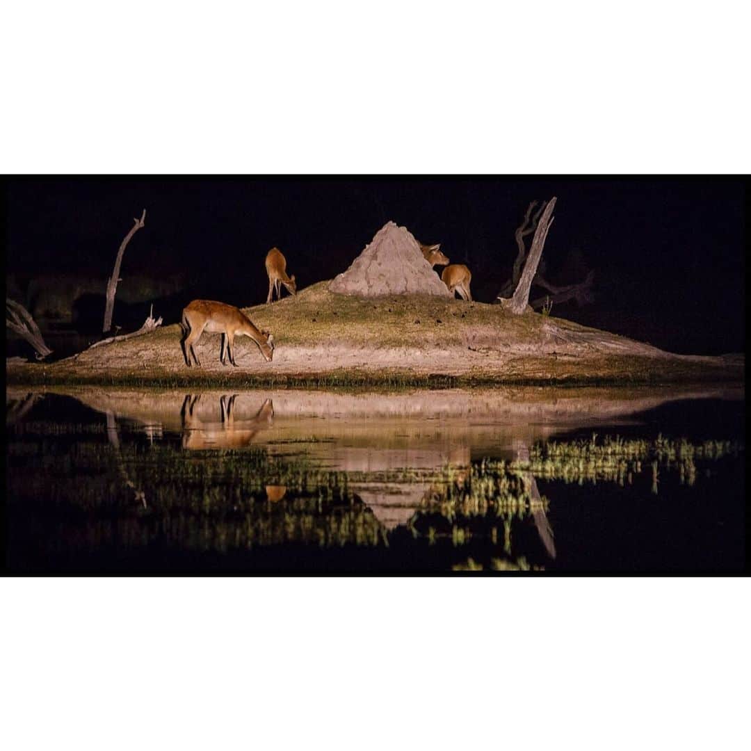 Cory Richardsのインスタグラム：「Termite mound life raft, Moremi Game Reserve, Botswana. Shot #onassignment for @natgeo with @intotheokavango @markstonephoto」