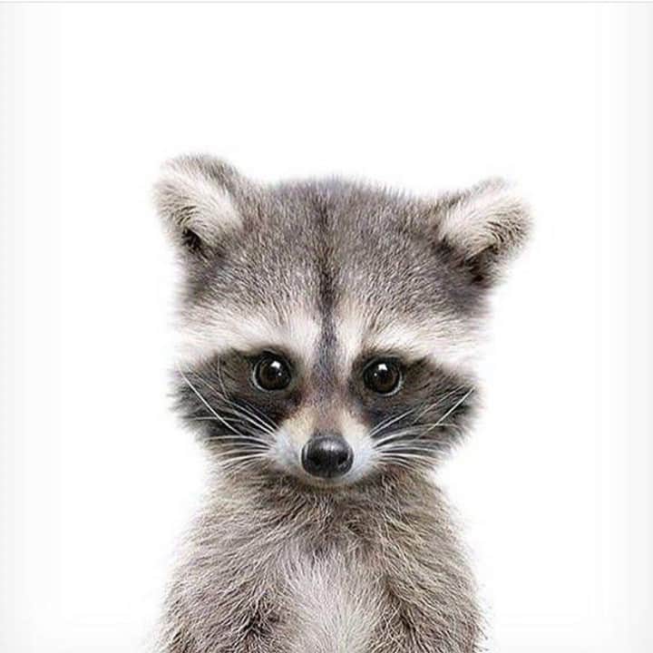 Baby Animalsのインスタグラム：「Okay I need a baby raccoon in my life 😍」