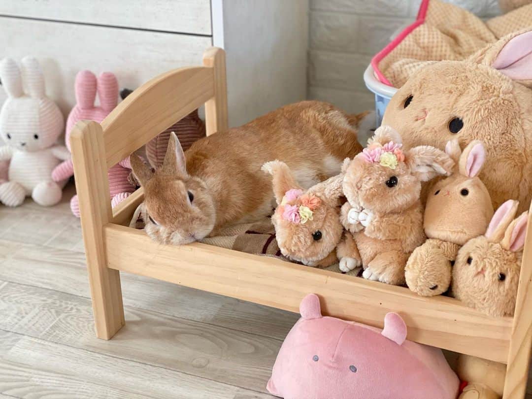 ラン?のインスタグラム：「めずらしくベッドで寝てる♡ (∩ ᵕᴗᵕ ∩)･* ☆  #うさぎ #ネザーランドドワーフ #rabbit #bunny #bunnystagram  #rabbitstagram  #cute  #かわいい #ふわもこ部  #もふもふ  #zip写真部  #アニマル写真部 #instagramjapan #netherlanddwarf #うさぎと暮らす  #うさぎのいる暮らし #癒し #kawaii #ランちゃん  2021.02.21」