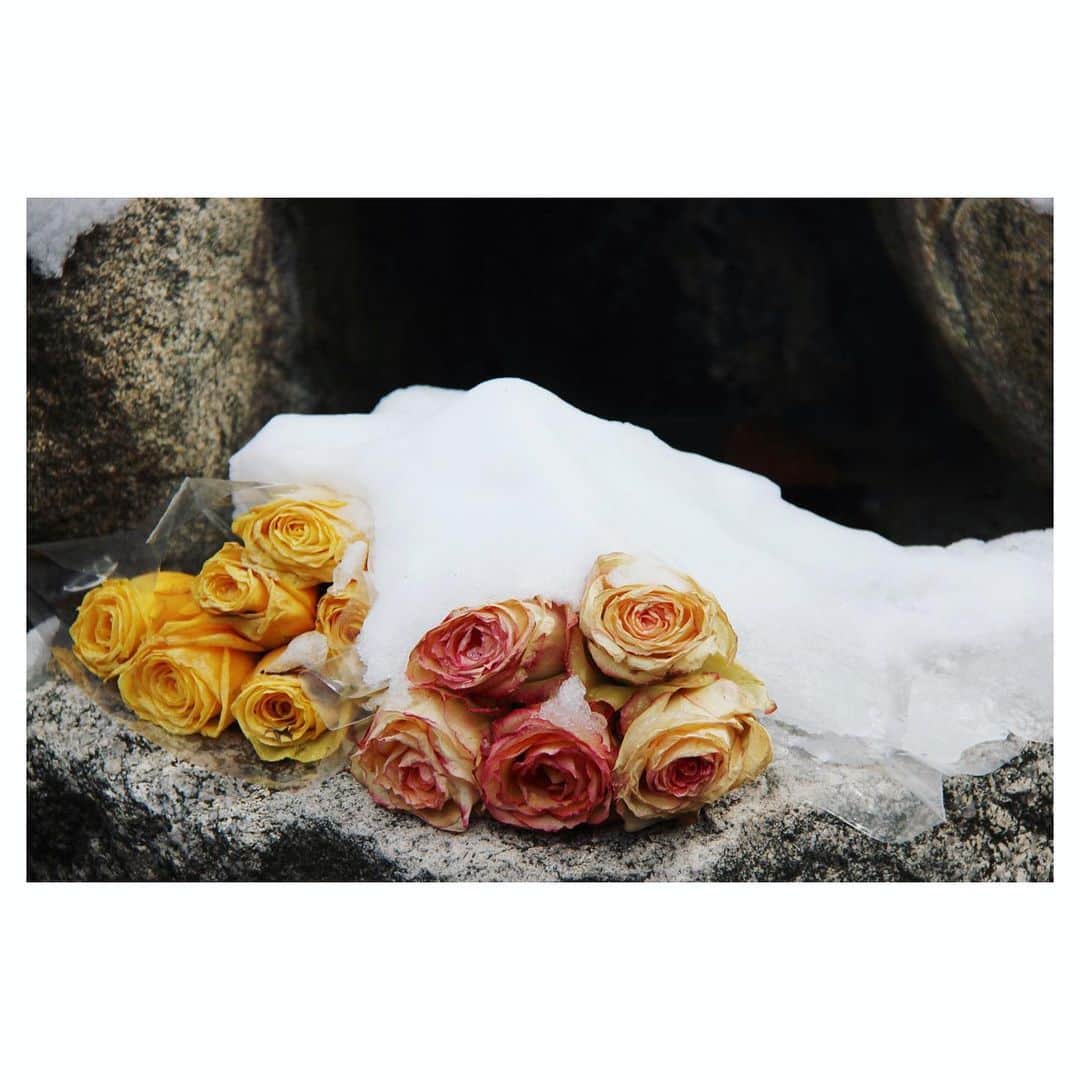 アメリカ大使館のインスタグラム：「雪を被った薔薇の花💐 寒い空気の中で美しい✨ . #usa #america #studyabroad #livinginamerica #roses #underthesnow #snow #flowers #walkinginthepark #アメリカ #アメリカ生活 #留学 #散歩 #散歩中にみつけた花 #バラ #雪の下 #雪景色 #美しいもの #バージニア州」