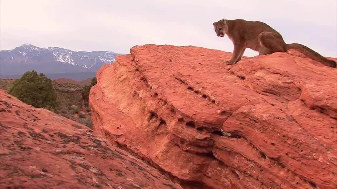 アニマルプラネットのインスタグラム：「Just look at that leap! A mountain lion's hind legs are larger and stronger than the front ones, giving them amazing jumping power (source: @sandiegozoo) Get to know this amazing cat a little better and stream a new episode of The Zoo: San Diego, available only on @discoveryplus. . . . . #thezoo #thezoosd #thezoosandiego #mountainlion #bigcat #cougar #puma #discoveryplus #animal #animalplanet #videooftheday"」