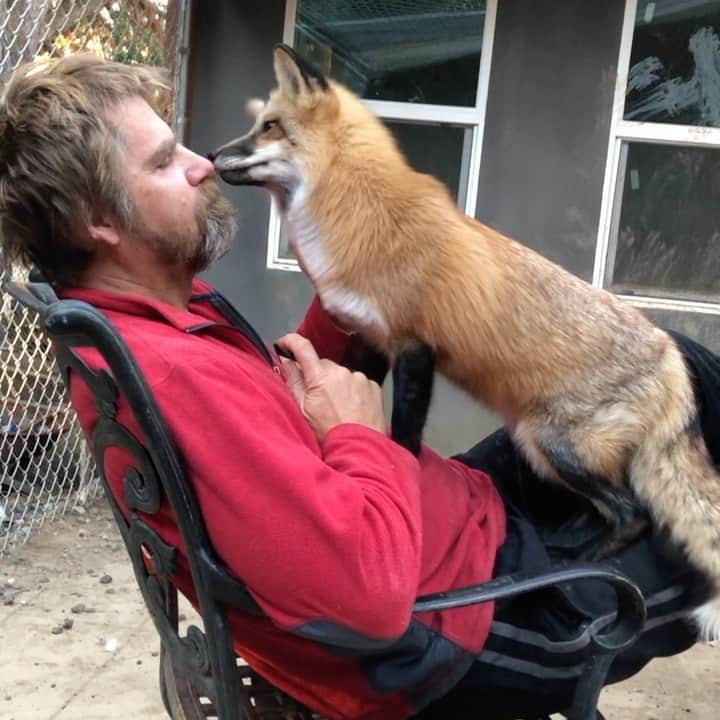 Rylaiのインスタグラム：「When animals attack??? Watch and see if Libby decides to take a nibble or not..... the suspense was killing me!!  . Libby, our rescue American captive bred fox, normally decides to stay away from interacting with us and prefers to play with Ishy or Boris.  Well, foxes can alter their behavior with the seasons and this year, Libby seems to have chosen Dave as her BFF! For the last week, she has decided to jump in his lap and hang out with him.  This is the little girl bit him one day because I sneezed and it scared her... she is normally all fight, but for whatever reason she is a total infatuated with Dave??  . I tell people Dave doesn’t mind getting bit, which is one of the reasons  he is so amazing with all the animals... I got to give it to him for being this brave with her this close to him face!!  . . If you are looking to book an encounter, we had a last minute cancellation and have a slot open next Sat at 1:30!!  . Save the date for the Panda & her Pals Birthday party April 25th!! Invitations will be going out to those that are currently sponsoring one of the Ambassadors (Sasha, Mikhail, Ishy are still pending sponsorship for the year and Lucan has additional Sponsorship available), donated a particular amount for the rescue or raised a certain amount for their rescue.  We will be creating an Amazon wish list for Birthday presents which will be opened with virtual access on April 25th!  . In order to provide this celebration, we are looking for a local company to sponsor or provide lunch and/or beverages for the celebration!  . . #libby #whenanimalsattack #redfox #support #birthday #sponsor #encounters #animals #animal #animallovers #animalsco #jabcecc #surprise #volunteer #petafox #fox #sandiego #socal」